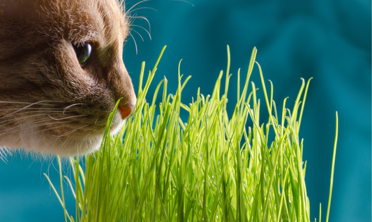 Katzengras: Die besten Gründe, warum Ihre Katze es lieben wird